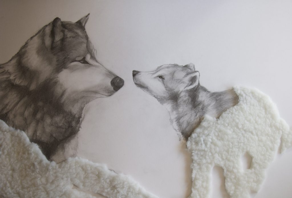 lobos con lana